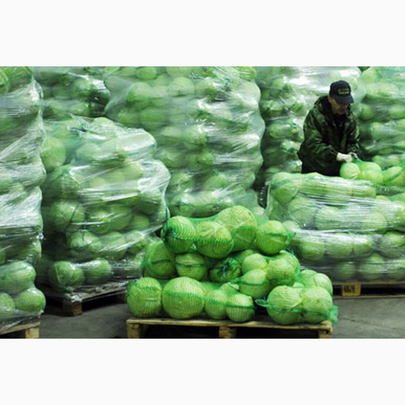 Фото 3. Продам капусту белокачанную, пекинскую от 5 тон