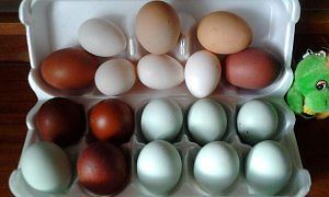 Фото 3. Араукан инкубационные яйца