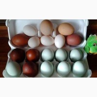 Араукан инкубационные яйца