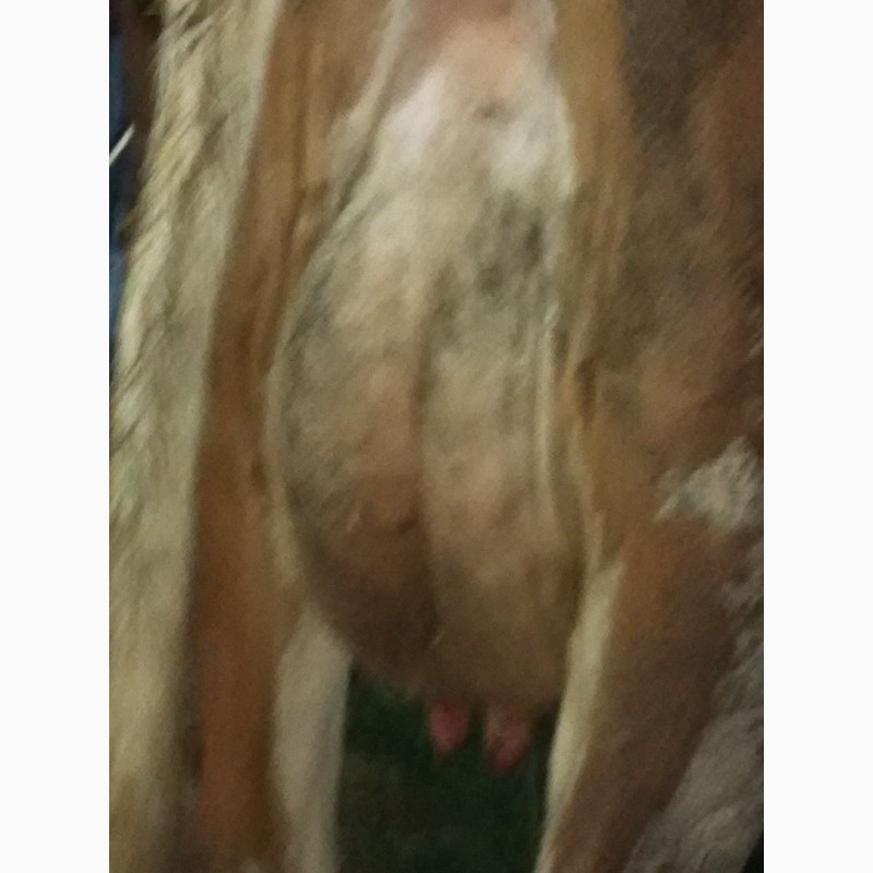 Фото 3. Продаем корову Голштинской породы