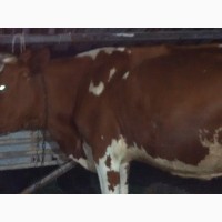 Продаем корову Голштинской породы