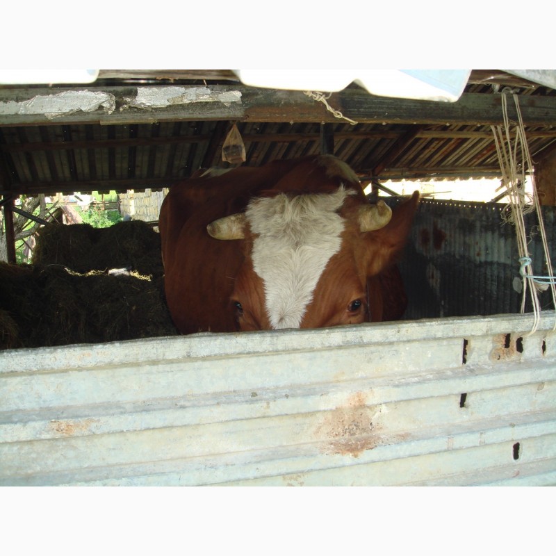 Фото 6. Продаем корову Голштинской породы