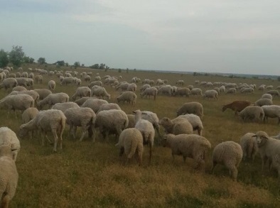 Фото 2. Овцы породы Меринос