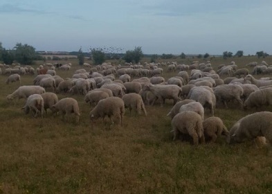 Фото 4. Овцы породы Меринос