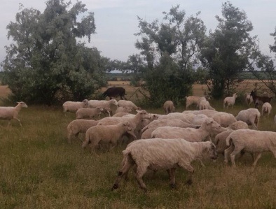 Фото 6. Овцы породы Меринос