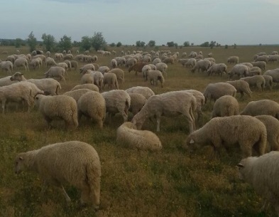 Фото 7. Овцы породы Меринос