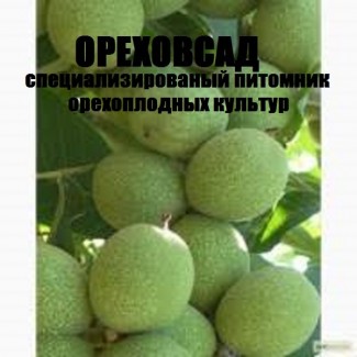 Саженцы и посадочный материал грецкого ореха гронового плодоношения