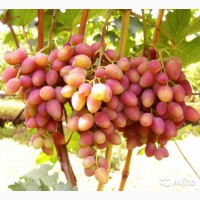 Черенки винограда/Супер элитные сорта