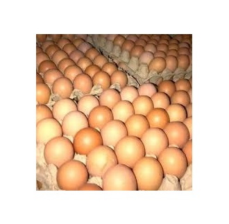Фото 3. Яйцо куриное столовое 1 категория (вес 56-65 г) белое или коричневые