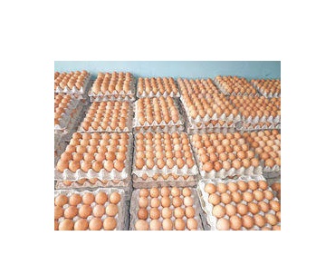 Фото 5. Яйцо куриное столовое 1 категория (вес 56-65 г) белое или коричневые