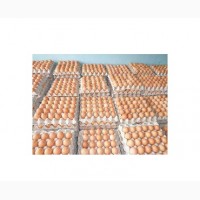 Яйцо куриное столовое 1 категория (вес 56-65 г) белое или коричневые