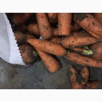 Продам морковь второго сорта