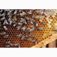 Продам семьи пчел, пчелопакеты, отводки, рои Бджоли, Бджолосімї