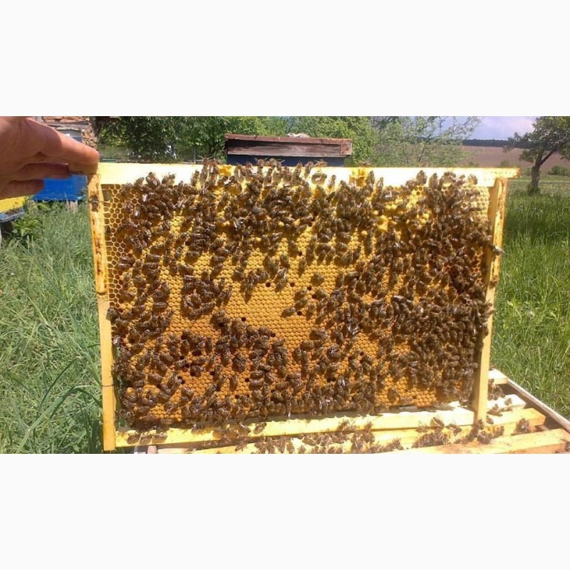 Фото 2. Продаються бджолопакети