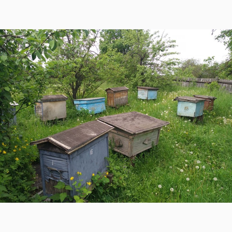 Фото 2. 10 сильних бджолосімей в вуликах повних меду