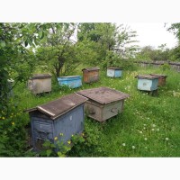 10 сильних бджолосімей в вуликах повних меду