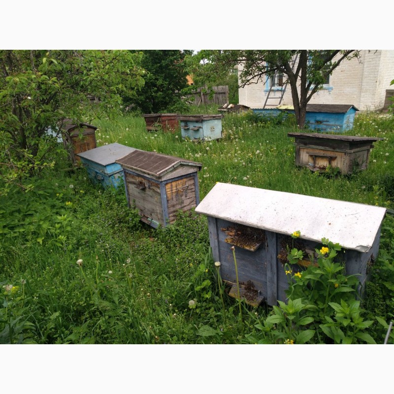 Фото 3. 10 сильних бджолосімей в вуликах повних меду