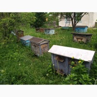 10 сильних бджолосімей в вуликах повних меду