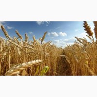 Покупаем пшеницу(Урожай 2019)