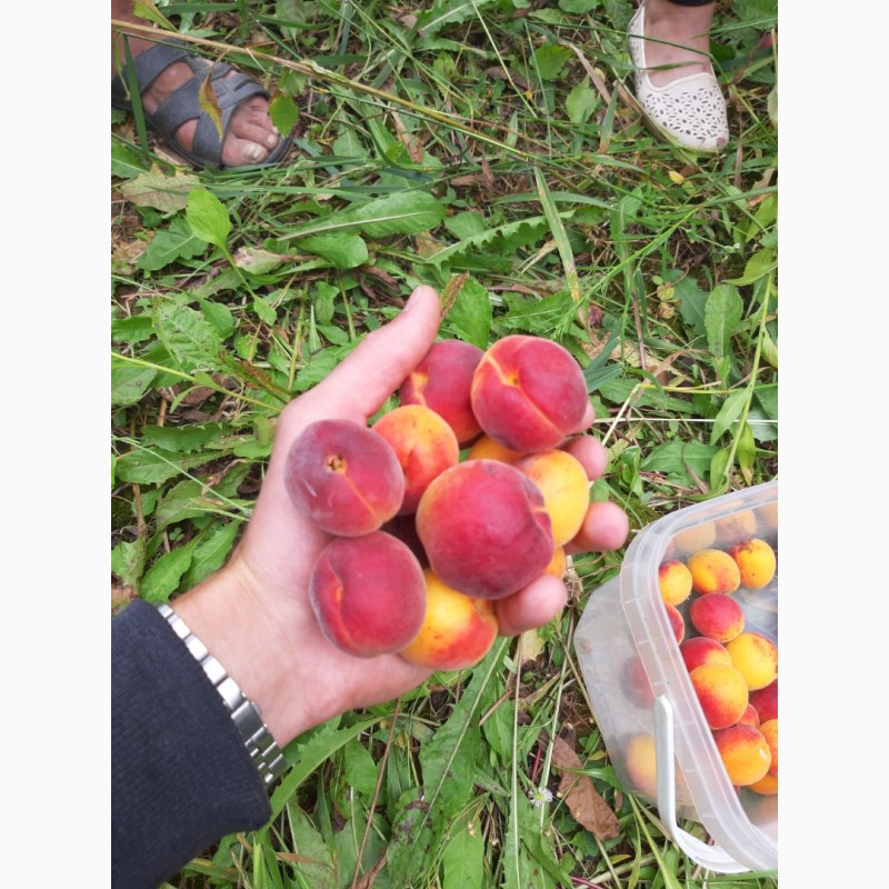 Фото 10. Продам абрикосы с сада сладкие