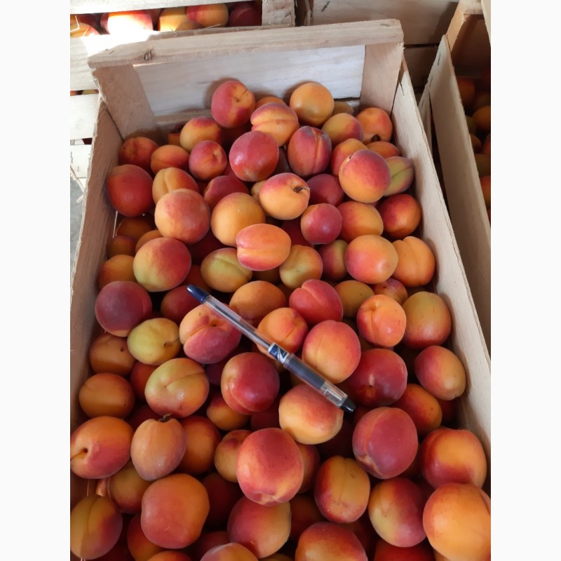 Фото 2. Продам абрикосы с сада сладкие