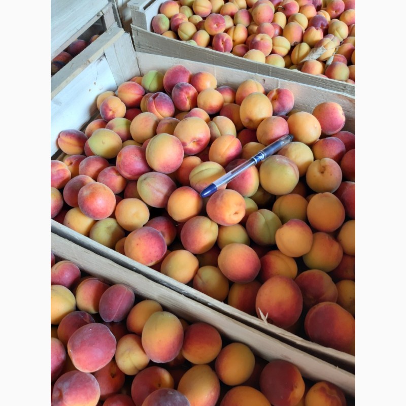 Фото 3. Продам абрикосы с сада сладкие