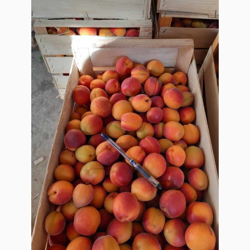 Фото 4. Продам абрикосы с сада сладкие