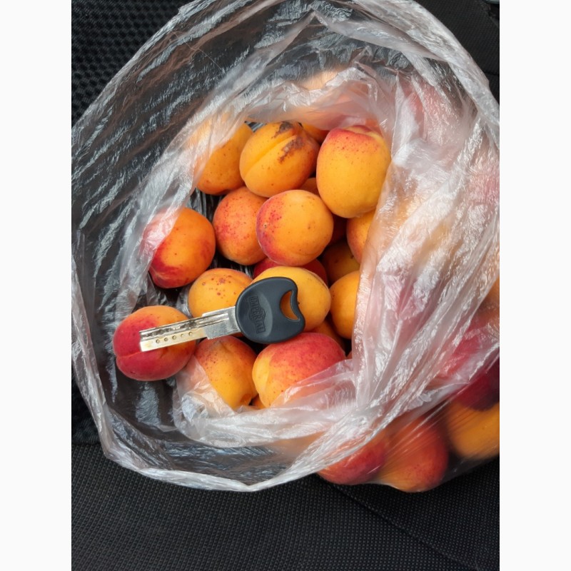 Фото 5. Продам абрикосы с сада сладкие