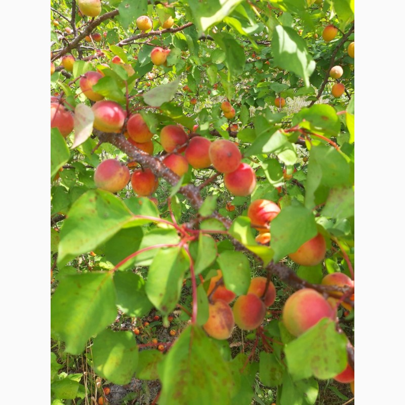 Фото 6. Продам абрикосы с сада сладкие