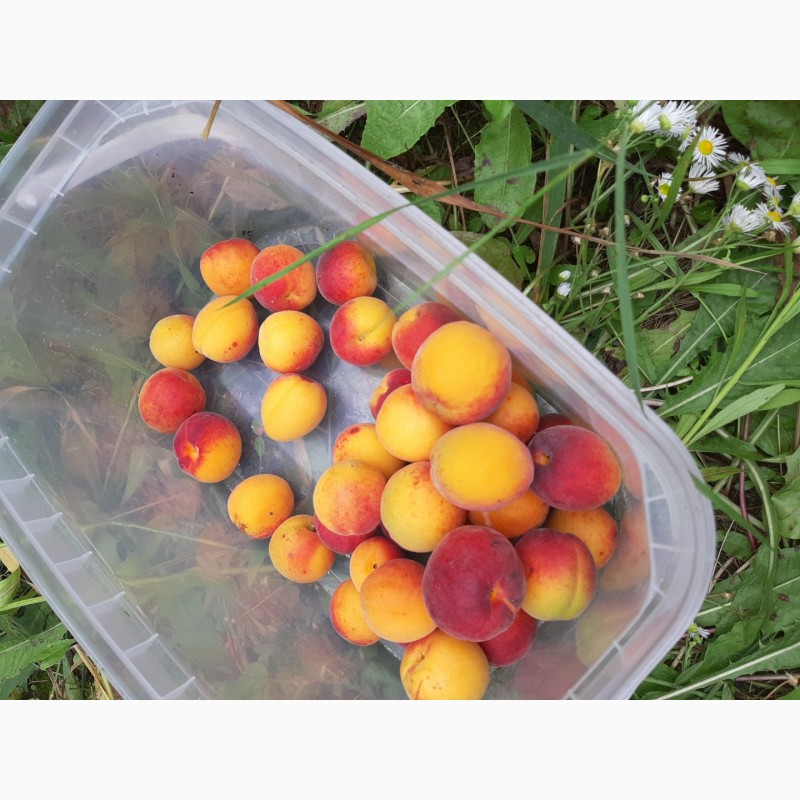 Фото 7. Продам абрикосы с сада сладкие