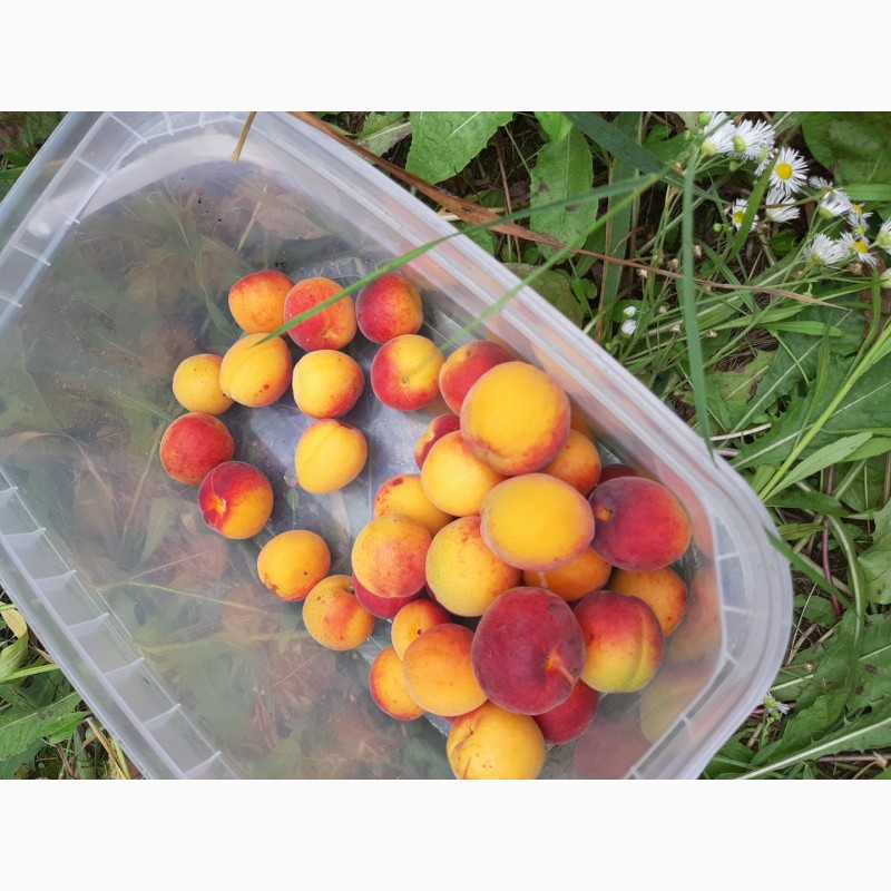 Фото 8. Продам абрикосы с сада сладкие