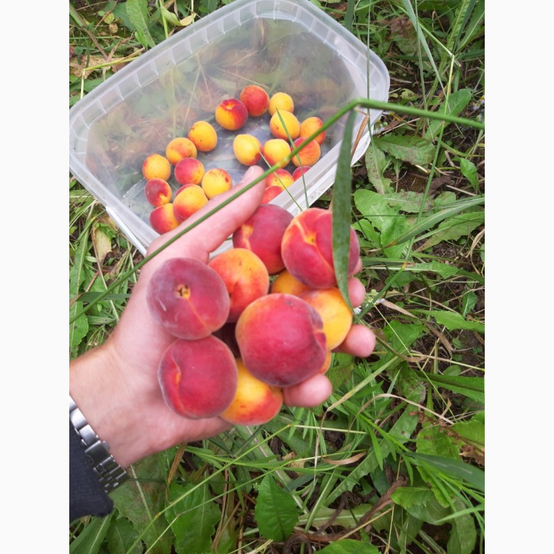 Фото 9. Продам абрикосы с сада сладкие