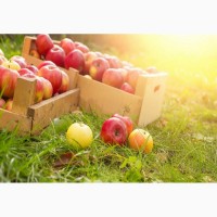 Закупляємо яблука по Полтавській області