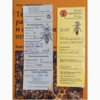 Пчелиные матки Карника Ф1 (пчеломатки)