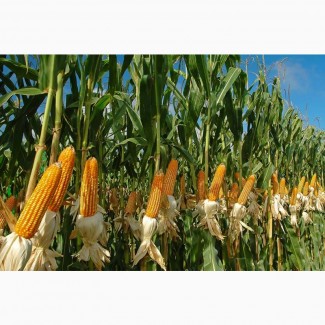 Семена кукурузы Гран 6