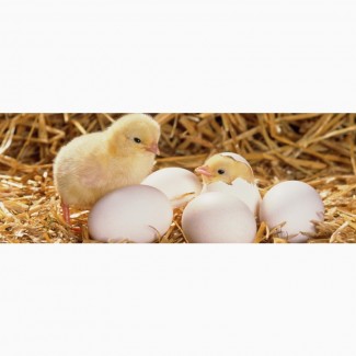 Продам інкубаційне яйце птиці