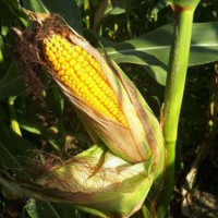 Семена кукурузы Солонянский 298 СВ, ФАО 290