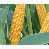 Семена кукурузы, Limagrain, LG 30254, ФАО 260