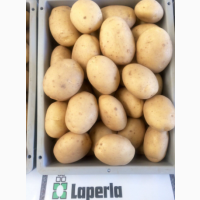 Семенной картофель Лаперла (1 репродукция) Насіннєвуа картопля Лаперла (1 репродукція)