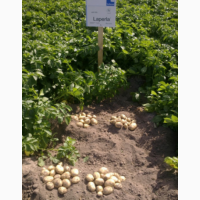 Семенной картофель Лаперла (1 репродукция) Насіннєвуа картопля Лаперла (1 репродукція)