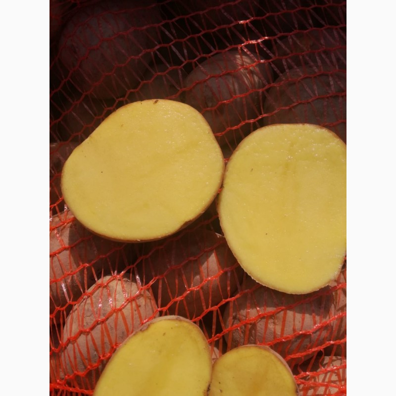 Фото 3. Картопля Картошка бульба Гала