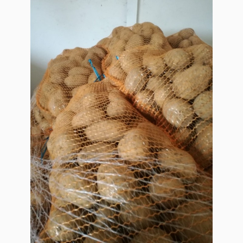 Фото 4. Картопля Картошка бульба Гала