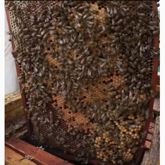 Продам бджолосім`ї, продам бджоли українська степова, Черкаська обл, ціна договірна