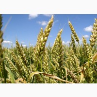 Продам насіння озимої пшениці сорту Патрас 1-Репродукція