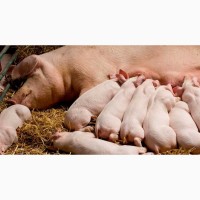 Реализация товарных свиней, свиноматок и поросят