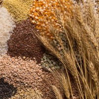 Закупаем зерно: пшеница, ячмень, соя, рапс, кукуруза, подсолнечник, горох