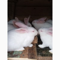 Продам кролі порода Термонська