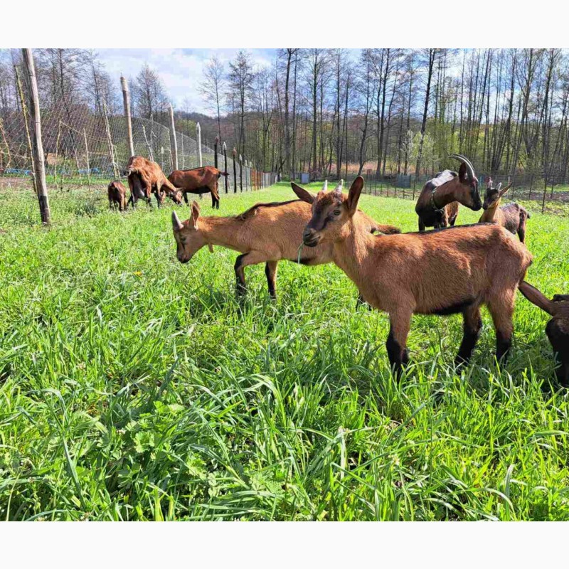 Фото 3. Альпійські чистокровні козенята і кози