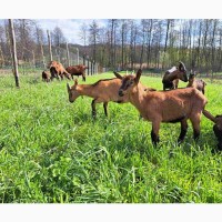 Альпійські чистокровні козенята і кози