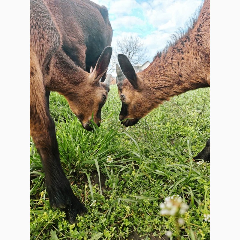 Фото 6. Альпійські чистокровні козенята і кози
